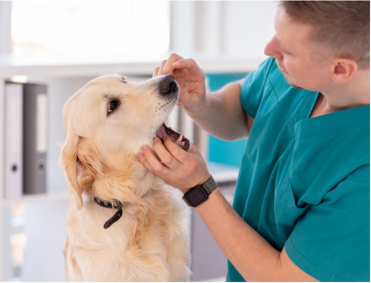 Pet Teeth Cleaning In Dubai Veterinary Pet Dental Care