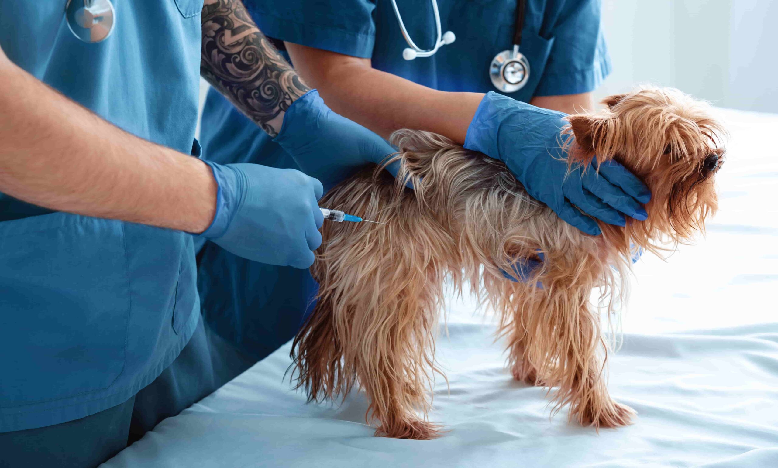 Vet in Sharjah | Pet clinic in UAE | Vet surgery, Grooming, Daycare UAE