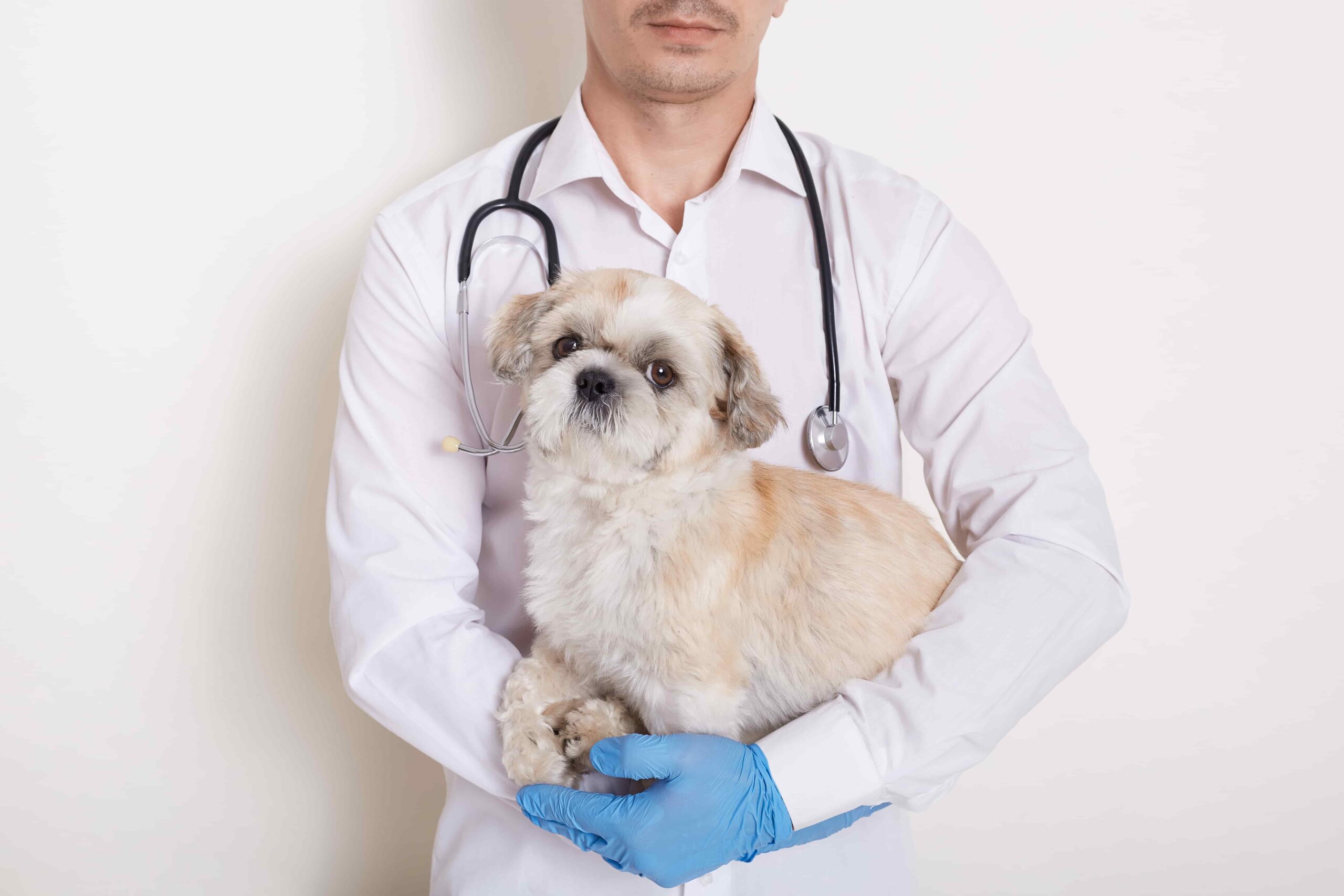 Best Pet Grooming Services In Sharjah Vet Grooming Salon Uae