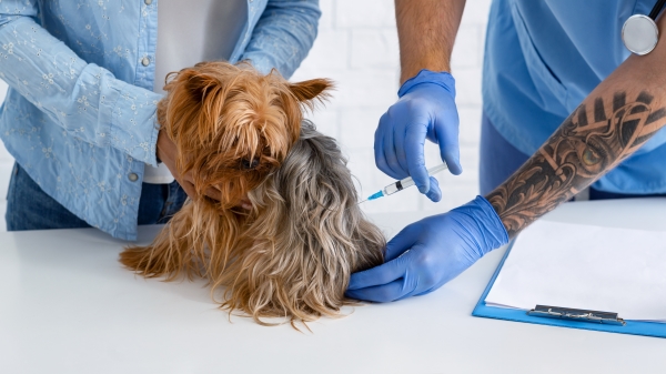 Vaccination-Pets
