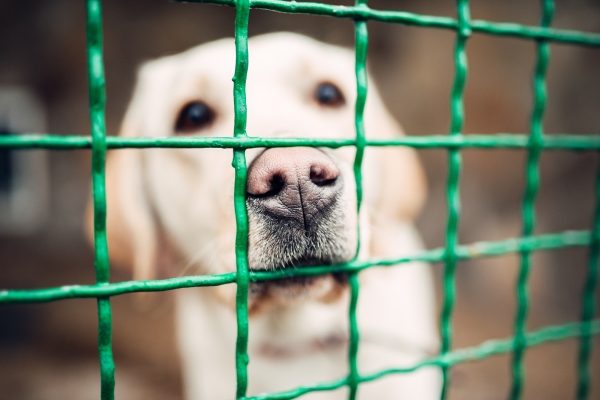 Spay-and-Neuter-Clinic