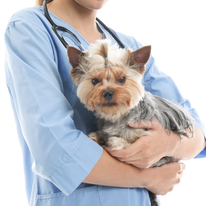 dog-daycare