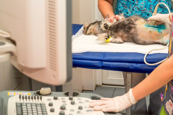 pet-Ultrasound