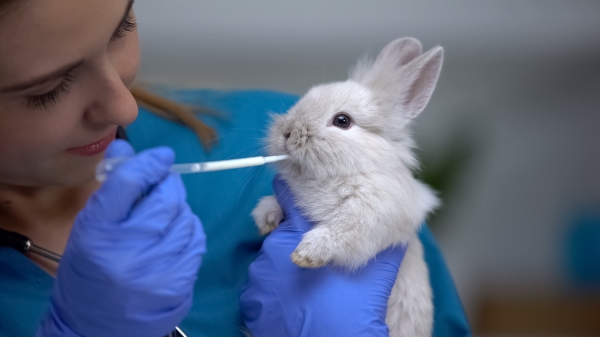 Rabbit-Grooming