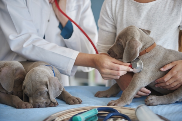 pet-Ultrasound