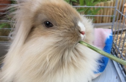 Rabbit-Grooming