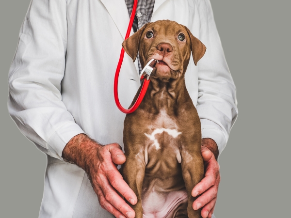 Vet-day-care-services-in-Dubai