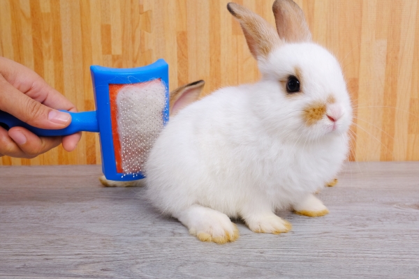 Rabbit-Grooming-in-Dubai