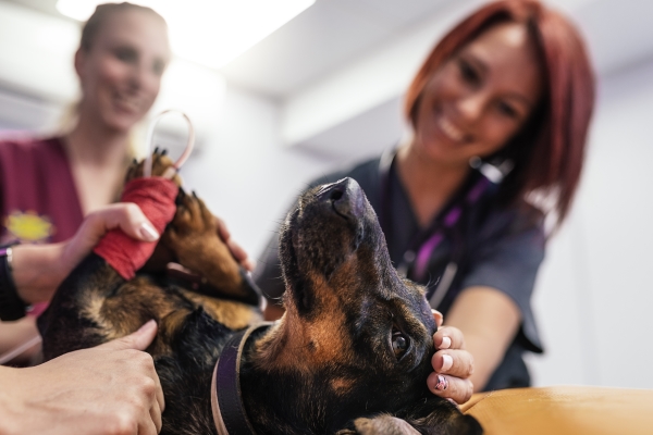 pet-Ultrasound