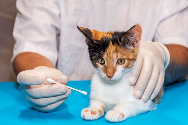 Pet Dermatologist in Dubai | Ringworm treatment in Sharjah