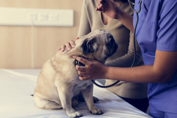 Pet-Boarding-for-Cats-and-Dogs