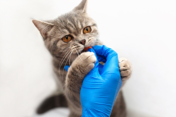 Deworming-of-cats-and-dogs