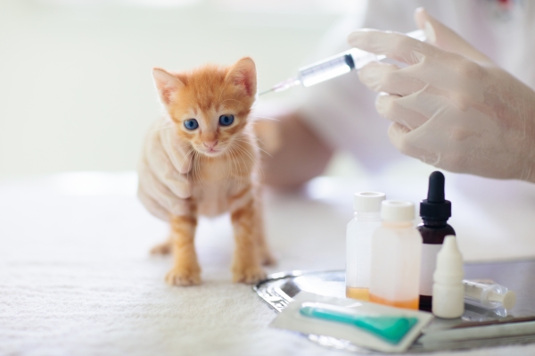Deworming-of-cats