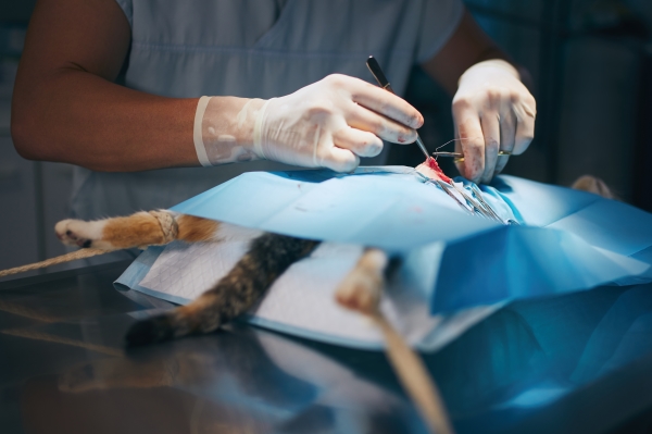 Spay-and-Neuter-Clinic