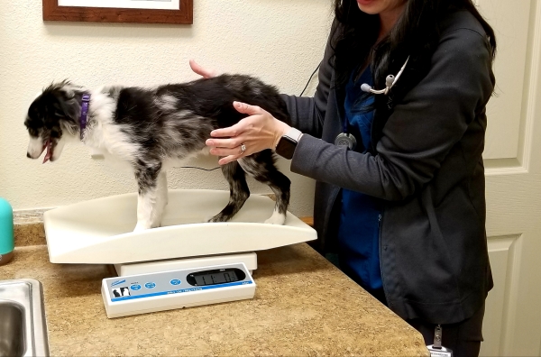 vet-weight-management-clinic