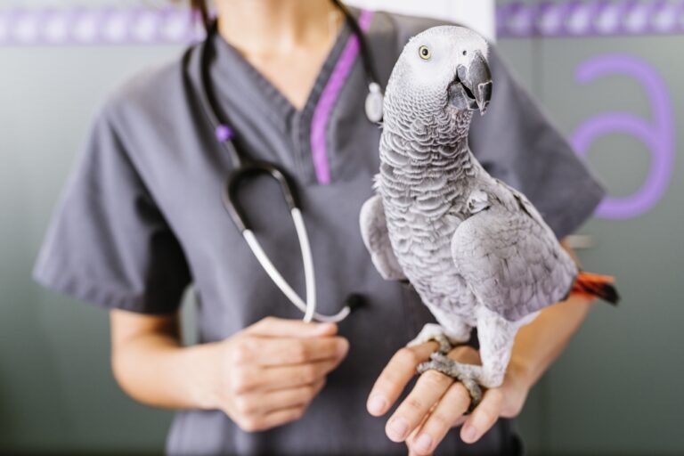 bird grooming near me Find local services and learn about bird care essentials.
