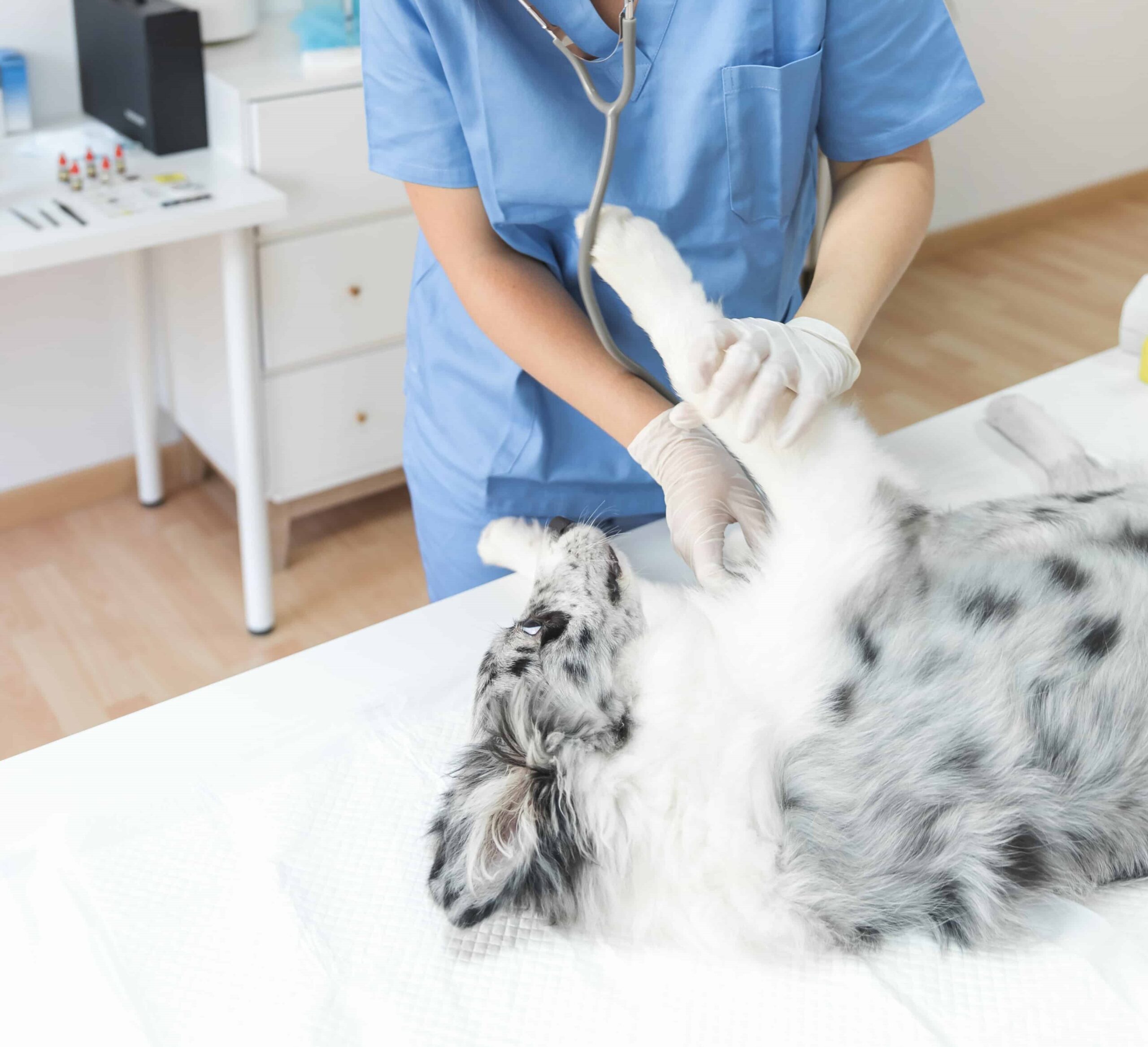 pet-health-check