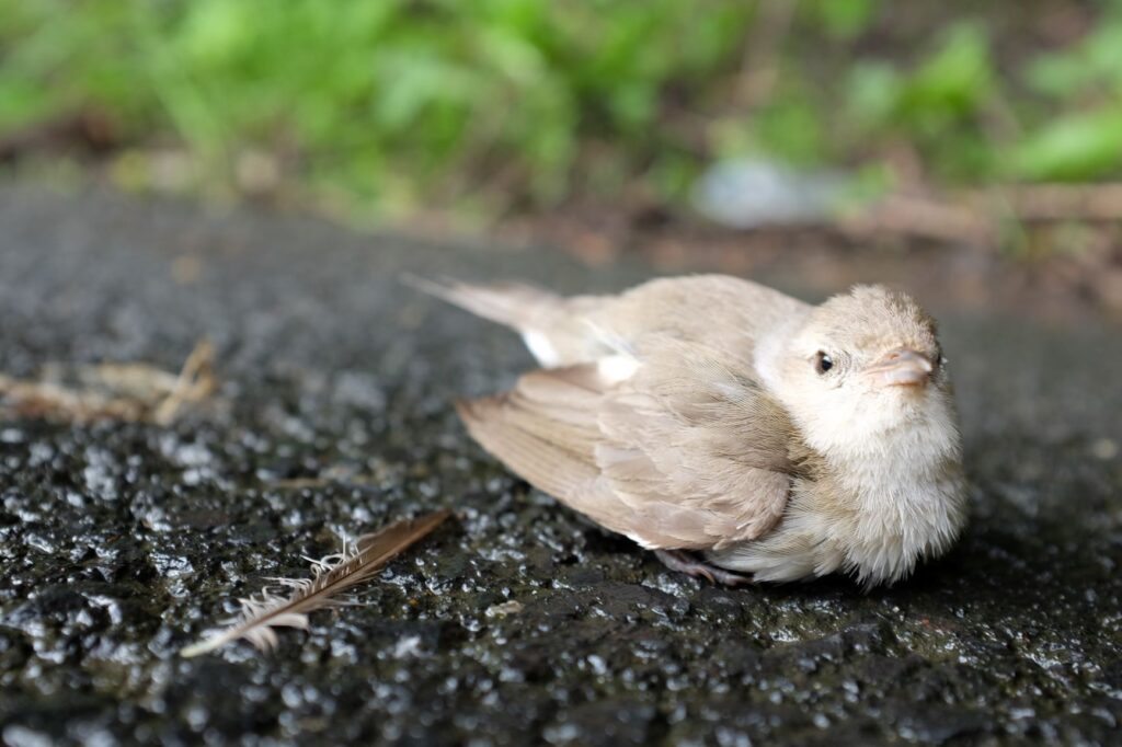 injured-bird