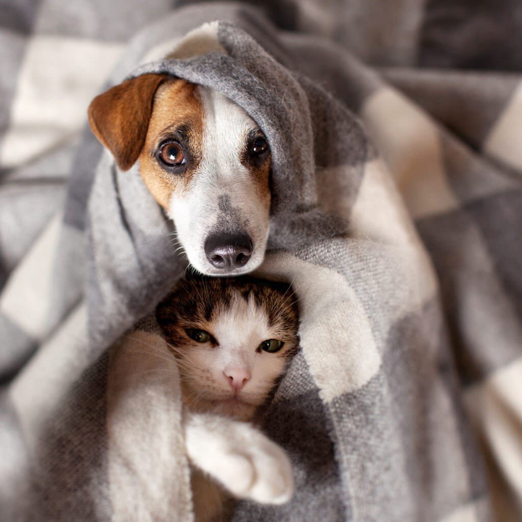 pets-in-winter