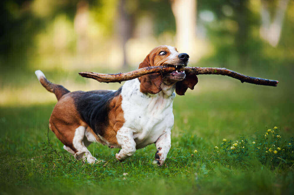 dog with stick in its mouth