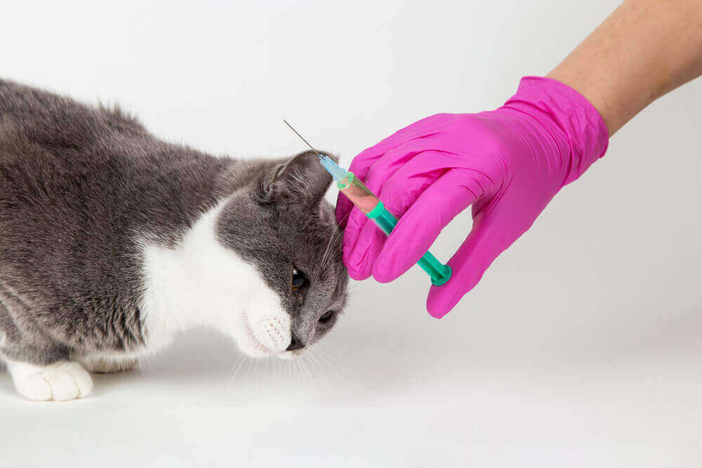 VACCINATE YOUR CATS AND DOGS