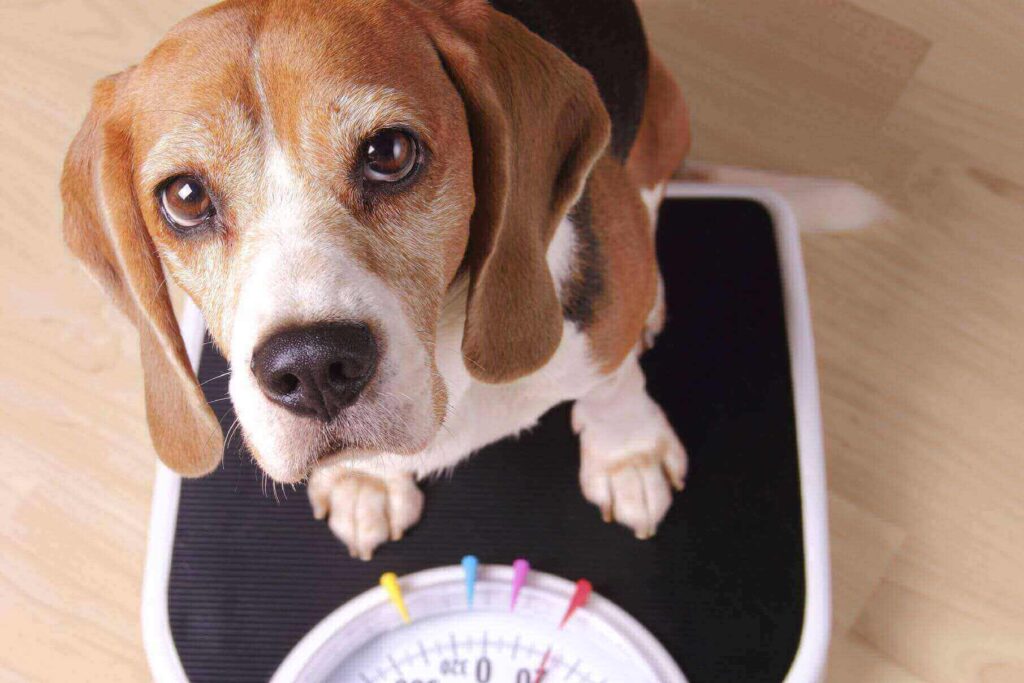 How to tell if your dog has healthy weight
