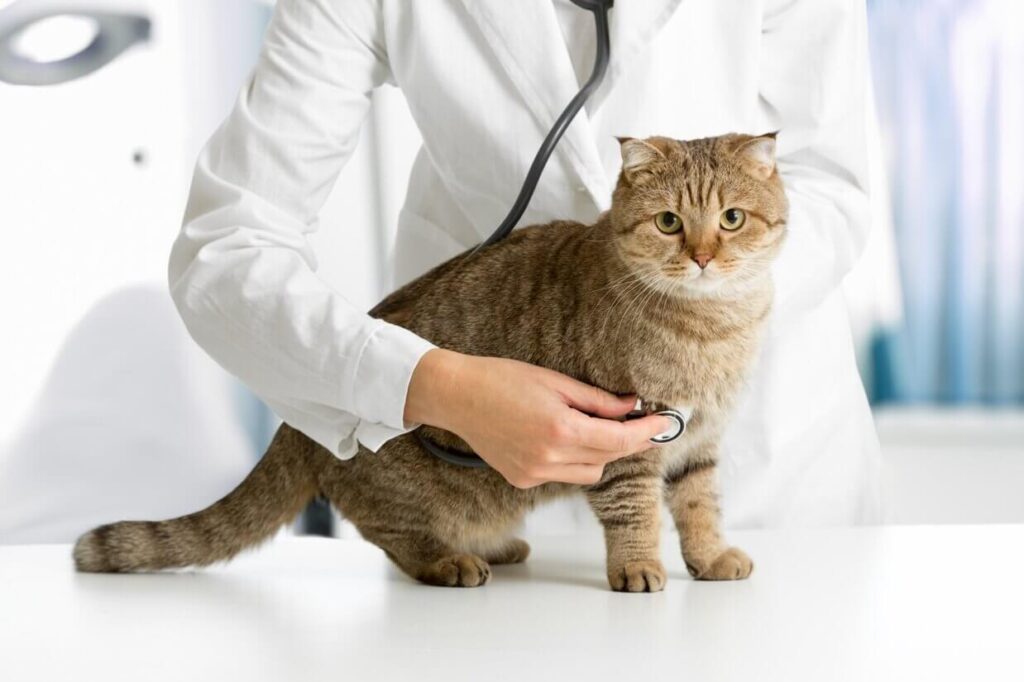 neutering your cats