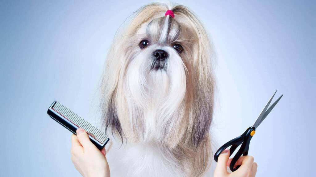 Summer dog grooming Tips