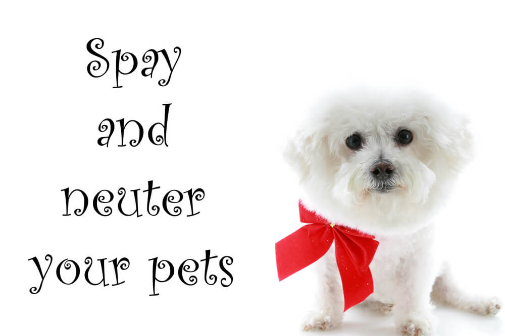 spay and neuter