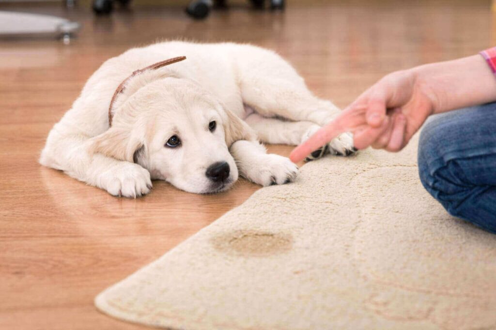 can you teach your dog to use the toilet